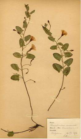 åkervinda, Convolvus arvensis, ur Gustaf VI Adolfs herbarium (Källa: Skånes Arkivförbund).