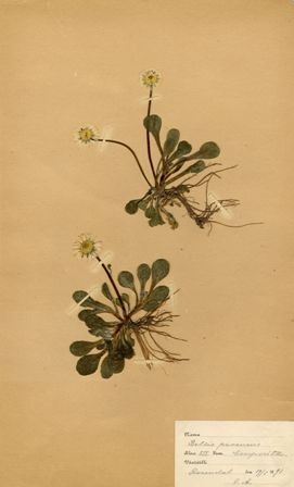 Tusensköna, Bellis perennis, ur Gustaf VI Adolfs herbarium (Källa: Skånes Arkivförbund).