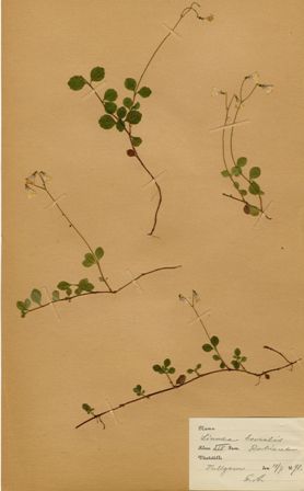 Linnea, Linnea borealis, ur Gustaf VI Adolfs herbarium (Källa: Skånes Arkivförbund).