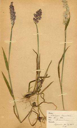 Luddtåtel, Holcus ianatus, ur Gustaf VI Adolfs herbarium (Källa: Skånes Arkivförbund).