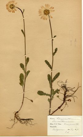 Prästkrage, Chrysanthemum leucanthemum, ur Gustaf VI Adolfs herbarium (Källa: Skånes Arkivförbund).