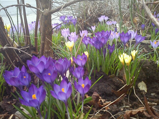 Vårblommande krokus